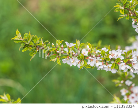 White cherry flowers. The branches of a blossoming Cherry tree with white flowers. White cherry flowers. The branches of a blossoming Cherry tree with white flowers. 111358324