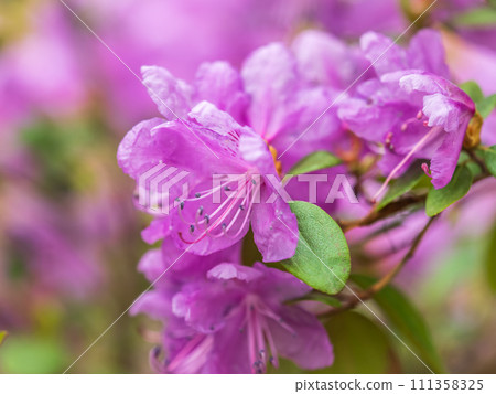 Pink flowers of Siberian rhododendron copy space. Rhododendron dauricum. Spring flowering of Altai rhododendron. Pink flowers of Siberian rhododendron copy space. Rhododendron dauricum. Spring flowering of Altai rhododendron. 111358325