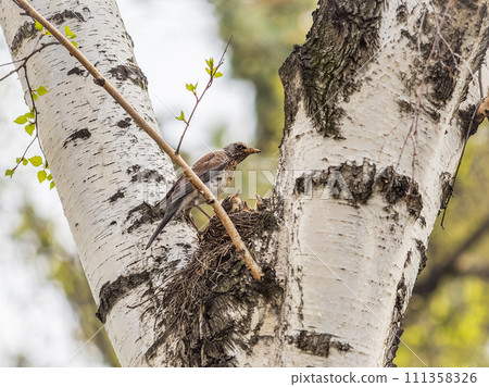 Chicks of Thrush fieldfare, Turdus pilaris, in a nest Chicks of Thrush fieldfare, Turdus pilaris, in a nest 111358326