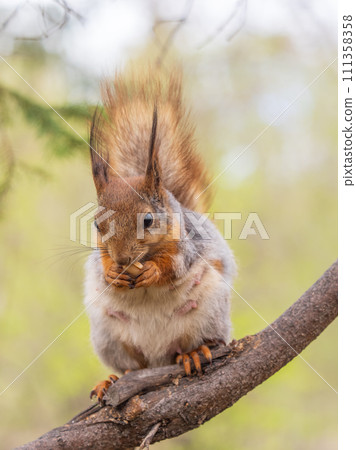 The squirrel with nut sits on a branches in the spring or summer. 111358358