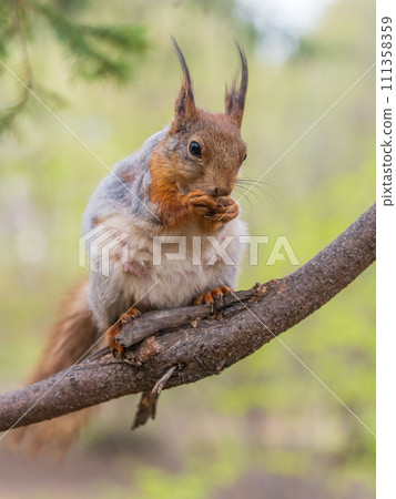 The squirrel with nut sits on a branches in the spring or summer. 111358359