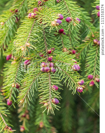 Fir branches with fresh shoots in spring. 111358374