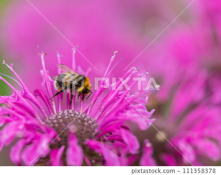 Bumblebee collecting nectar from monarda flower macro photography on a summer day. 111358378