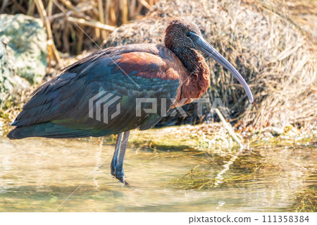 The glossy ibis, latin name Plegadis falcinellus, searching for food in the shallow lagoon. The glossy ibis, latin name Plegadis falcinellus, searching for food in the shallow lagoon. 111358384