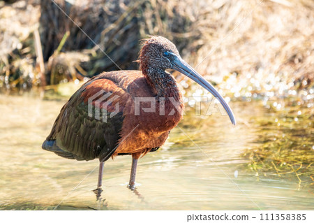 The glossy ibis, latin name Plegadis falcinellus, searching for food in the shallow lagoon. The glossy ibis, latin name Plegadis falcinellus, searching for food in the shallow lagoon. 111358385