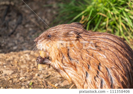Wild animal Muskrat, Ondatra zibethicuseats, eats on the river bank 111358406
