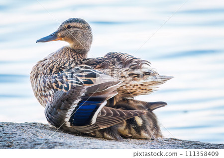 Adult duck with many ducklings sits on green shore of pond Adult duck with many ducklings sits on green shore of pond 111358409