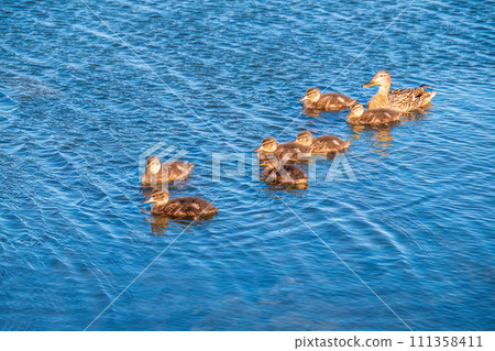 A family of ducks, a duck and its little ducklings are swimming in the water. The duck takes care of its newborn ducklings. Mallard, lat. Anas platyrhynchos A family of ducks, a duck and its little ducklings are swimming in the water. The duck takes care of its newborn ducklings. Mallard, lat. Anas platyrhynchos 111358411