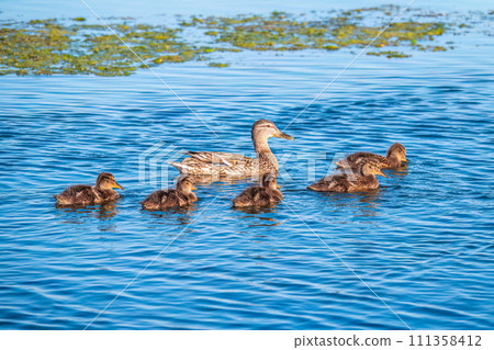 A family of ducks, a duck and its little ducklings are swimming in the water. The duck takes care of its newborn ducklings. Mallard, lat. Anas platyrhynchos A family of ducks, a duck and its little ducklings are swimming in the water. The duck takes care of its newborn ducklings. Mallard, lat. Anas platyrhynchos 111358412