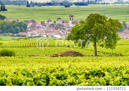Vineyards and Pommard village, Burgundy in France. 111358711