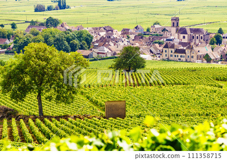 Vineyards and Pommard village, Burgundy in France. 111358715