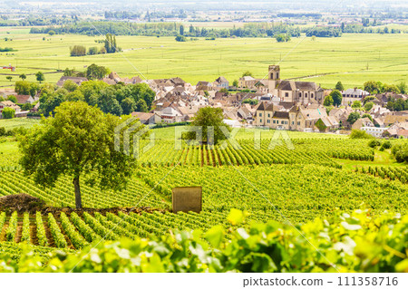 Vineyards and Pommard village, Burgundy in France. 111358716