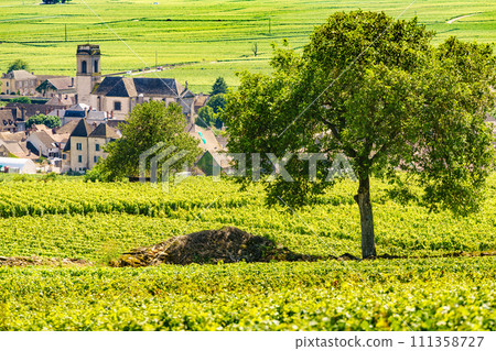 Vineyards and Pommard village, Burgundy in France. 111358727