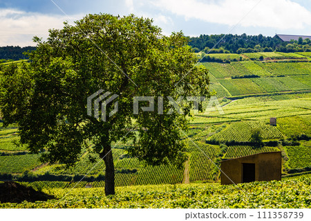Green vineyards. Pommard wine region, France 111358739