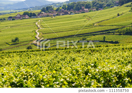 Green vineyards. Pommard wine region, France 111358750