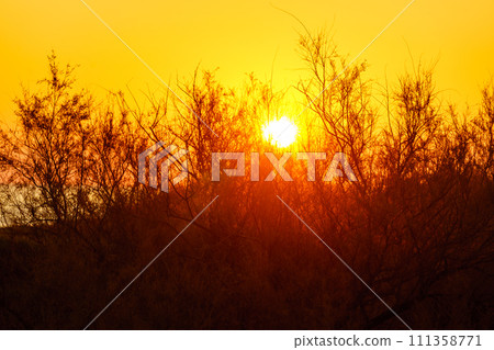 Plant against sunrise sky. 111358771