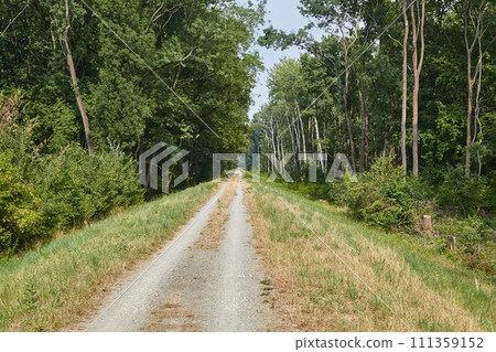 Forest walking route Forest walking route 111359152