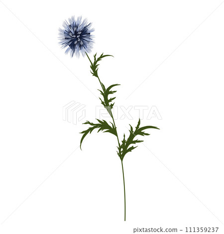 Echinops blue flower thorn. Dried flower. Echinops blue flower thorn. Dried flower. 111359237
