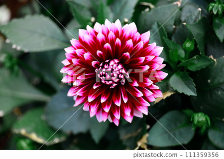 一朵大麗花，具有美麗的紫色漸變 111359356