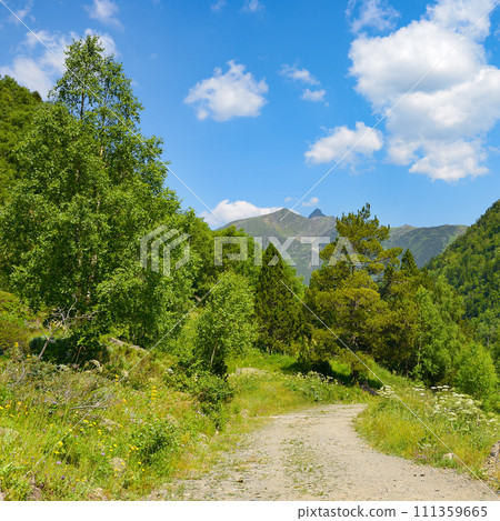 Rocky path in the mountains covered with forest Rocky path in the mountains covered with forest 111359665