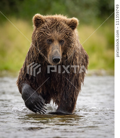 Brown Bear Fishing for Sockeye Salmon in Alaksa  111359749