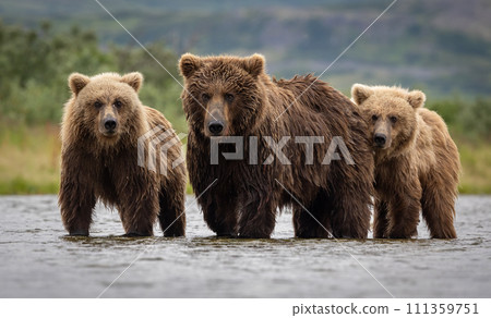 Brown Bear Fishing for Sockeye Salmon in Alaksa  111359751