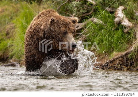 Brown Bear Fishing for Sockeye Salmon in Alaksa  111359794