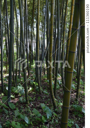 春竹林 111360190