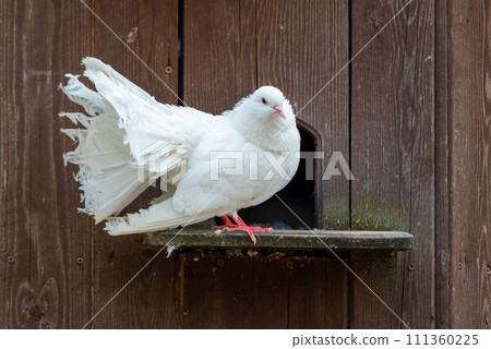 White dove bird sitting on the perch in the farm 111360225