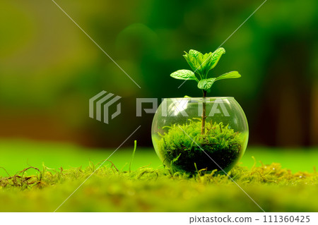 Small plant in glass vase on green moss background. Environment concept 111360425