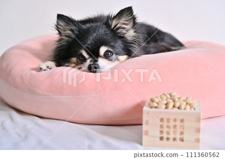 Chihuahua and Setsubun Beans Setsubun Chihuahua and Setsubun Beans Setsubun 111360562