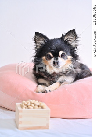 Chihuahua and Setsubun Beans Setsubun 111360563