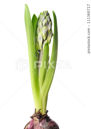 Hyacinth flower with an unopened bud. Blue hyacinthus, spring blooming perennials. Isolated on white background. Hyacinth flower with an unopened bud. Blue hyacinthus, spring blooming perennials. Isolated on white background. 111360717