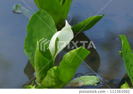 Skunk cabbage, plant that grows in wetlands, white bracts 111361082
