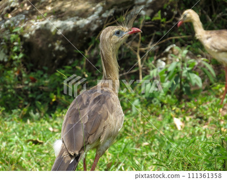 Red-legged Seriema (Cariama cristata - Siriema) Typical bird of Brazil's cerrados. It reaches an average height of 70 centimeters and can reach 90 centimeters 111361358