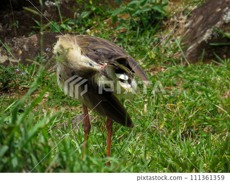 Red-legged Seriema (Cariama cristata - Siriema) Typical bird of Brazil's cerrados. It reaches an average height of 70 centimeters and can reach 90 centimeters 111361359