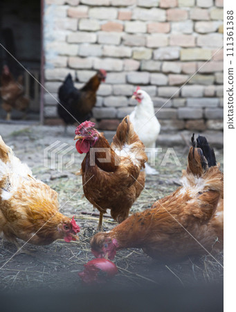 Chicken feeding at hen farm. Free range chicken concept Chicken feeding at hen farm. Free range chicken concept 111361388