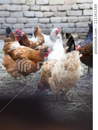 Chicken feeding at hen farm. Free range chicken concept Chicken feeding at hen farm. Free range chicken concept 111361389