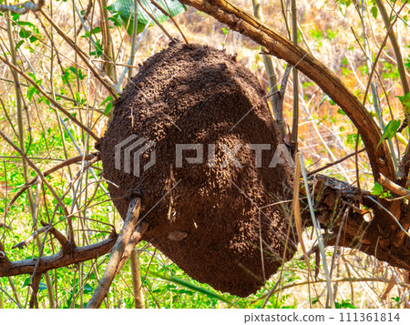 termite nest in colony on tree. These insects are responsible for destroying wooden objects and houses. 111361814
