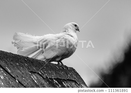 White dove bird sitting on the roof of the farm. Black and white photography. 111361891
