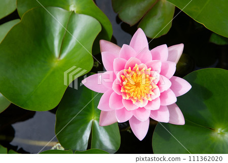 Pink Nymphaea lotus flower 111362020