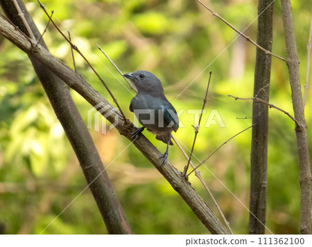 Sayaca Tanager (Tangara sayaca) isolated on tree branch in extension of Brazil's Atlantic Forest. Brazilian fauna bird 111362100