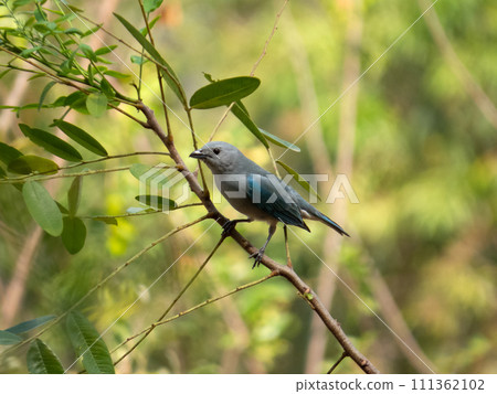 Sayaca Tanager (Tangara sayaca) isolated on tree branch in extension of Brazil's Atlantic Forest. Brazilian fauna bird 111362102
