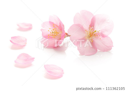 櫻花花瓣粉紅色春天白色背景 櫻花花瓣粉紅色春天白色背景 111362105