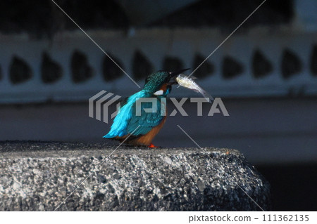 Koshibe River swan visiting area in Kawashima-cho, Hiki-gun, Saitama Prefecture. Kingfishers eating small fish as food they caught. 111362135