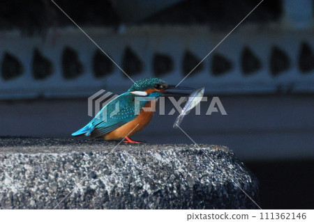 埼玉縣比企郡川町的越部川天鵝遊覽區，翠鳥正在捕食小魚。 111362146