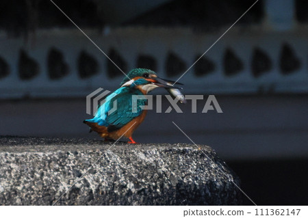 埼玉縣比企郡川町的越部川天鵝遊覽區，翠鳥正在捕食小魚。 111362147