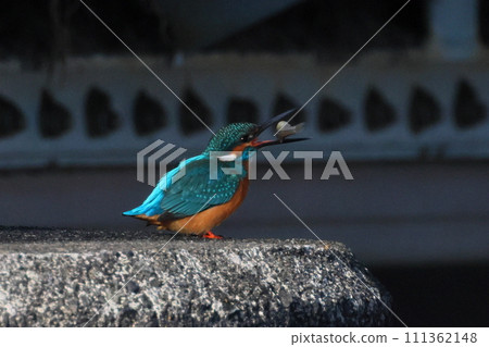 埼玉縣比企郡川町的越部川天鵝遊覽區,翠鳥正在捕食小魚。 埼玉縣比企郡川町的越部川天鵝遊覽區,翠鳥正在捕食小魚。 111362148