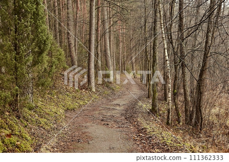 Forest walking route 111362333