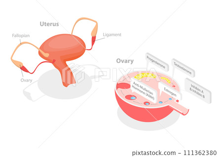 3D Isometric Flat  Conceptual Illustration of Ovaries Hormones, Human Endocrine System 111362380